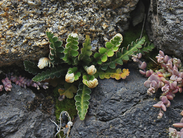 Asplenium ceterach