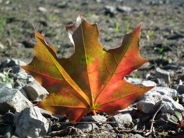 automne