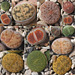 Lithops Sämlinge 2017