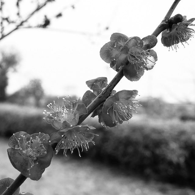 Ume blossoms