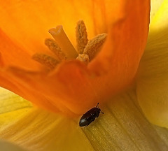 Daffodils Trumpet The Arrival Of Spring.....And Pollen Beetles!!