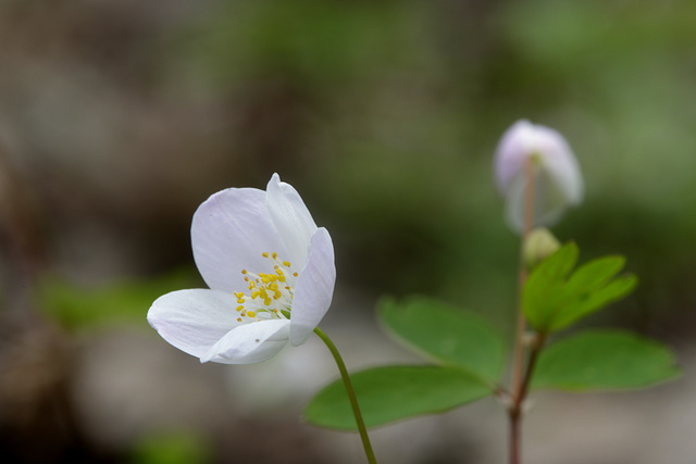 False Rue Anemone