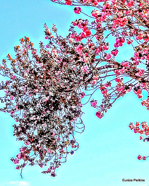 Hanging Blossom.