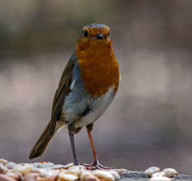 Robin at Eastham Woods