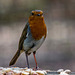 Robin at Eastham Woods
