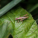 20110519 2647RAw [D~MI] Weißrandiger Grashüpfer, Großes Torfmoor, Hille