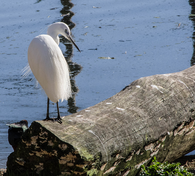 aigrette garzette