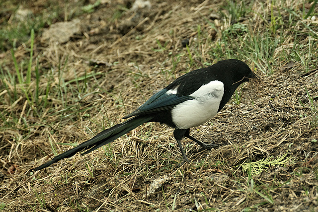 Motacilla alba var. gigantea