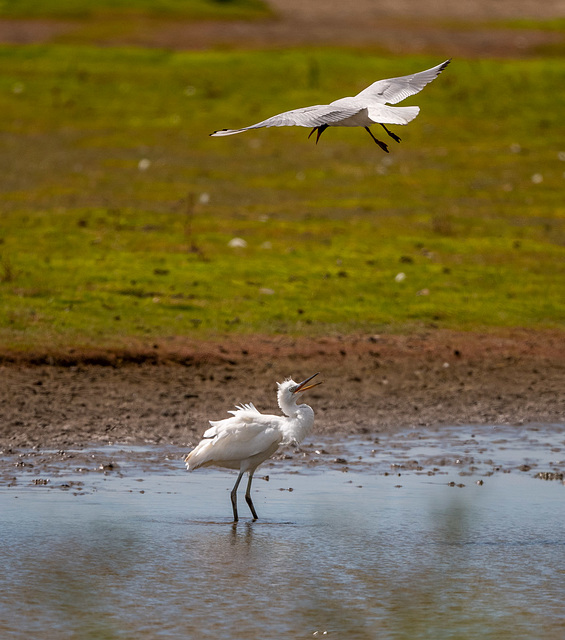Little egret mobbed by a gull