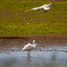 Little egret mobbed by a gull