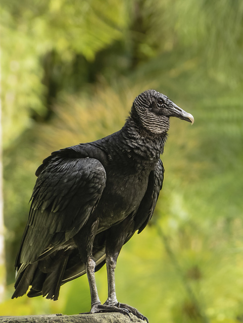 Black Vulture / Rabengeier / Urubu noir