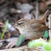 Wren