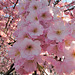 BELFORT: Fleurs de cerisiers 07