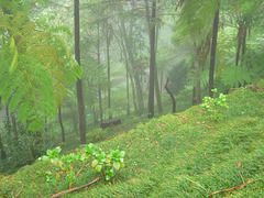 Tropical Garden