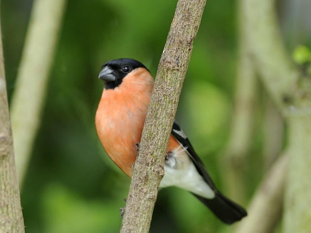 Bullfinch