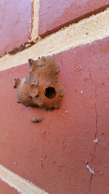 One mud dauber wasp hatched