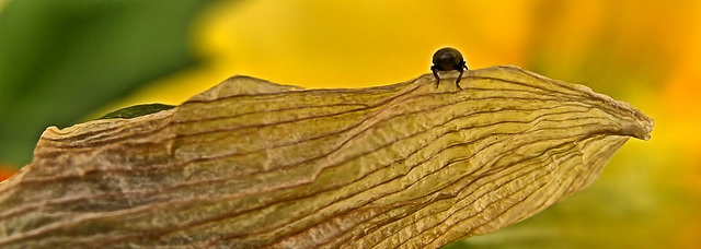 Daffodils Trumpet The Arrival Of Spring.....And Pollen Beetles!!