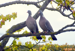 Taubenpaar - Nähe