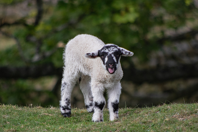 Lamb of the day: Noisy