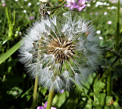 étoile de printemps