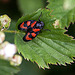 20110519 2649RAw [D~MI] Blutzikade (Cercopis vulnerata), Großes Torfmoor, Hille