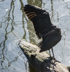 ibis de Ridgeway