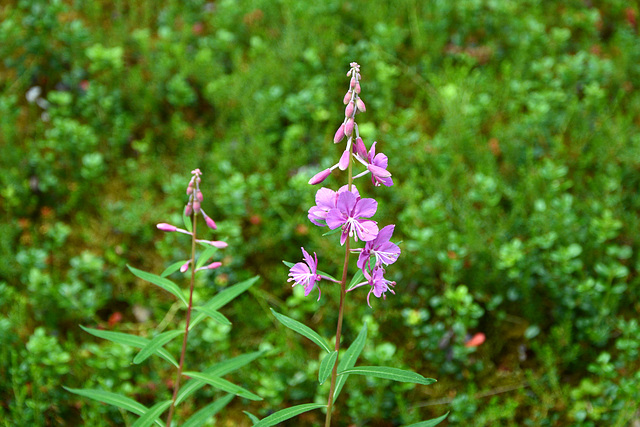 Alaska, Violet Flowers at the Horseshoe Lake Trail