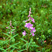 Alaska, Violet Flowers at the Horseshoe Lake Trail