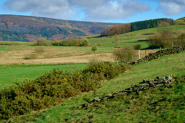 Gorse near Glossop Cemetery