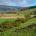 Gorse near Glossop Cemetery