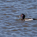Tufted duck