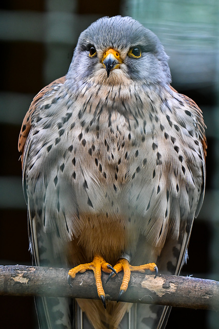Turmfalke hinter Gittern