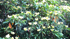In Flower.