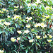 In Flower.