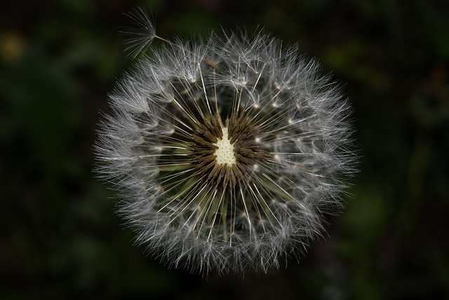 BESANCON: Une fleur de Pissenlit (ou Dent-de-lion) (Pappus). 06