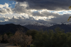 Palm Springs El Nino Jan1x (#0311)