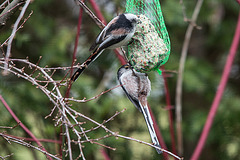 20150305 7102VRTw [D~RI] Schwanzmeise (Aegithalos caudatus), Rinteln