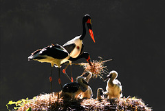 Saddle billed stork