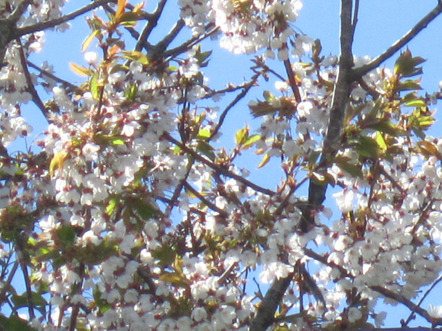 The cherry blossom looks so good against the blue sky