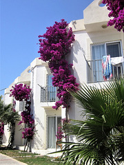 The bouganvillea looks so striking against the white walls
