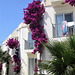 The bouganvillea looks so striking against the white walls