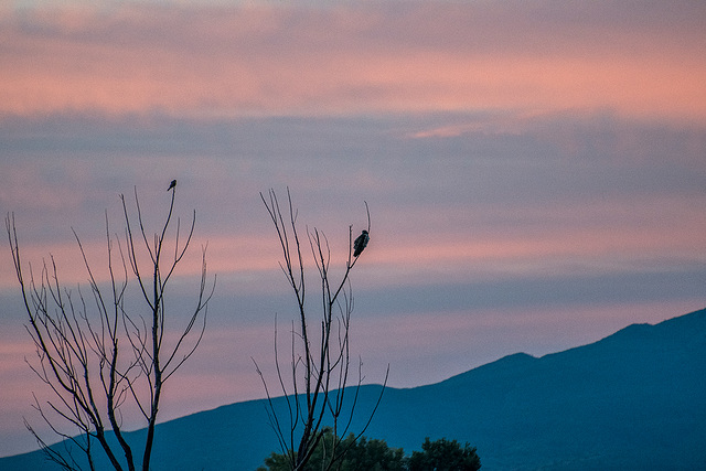 Bosque Del Apache at dawn6