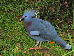 Pigeon Goura Victoria