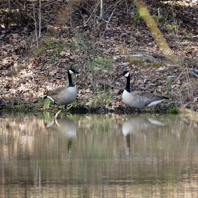 Canada geese by the pond