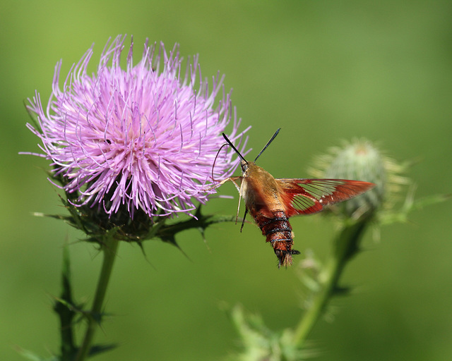 sphinx colibri / hummingbird clearwing sphinx colibri / hummingbird clearwing