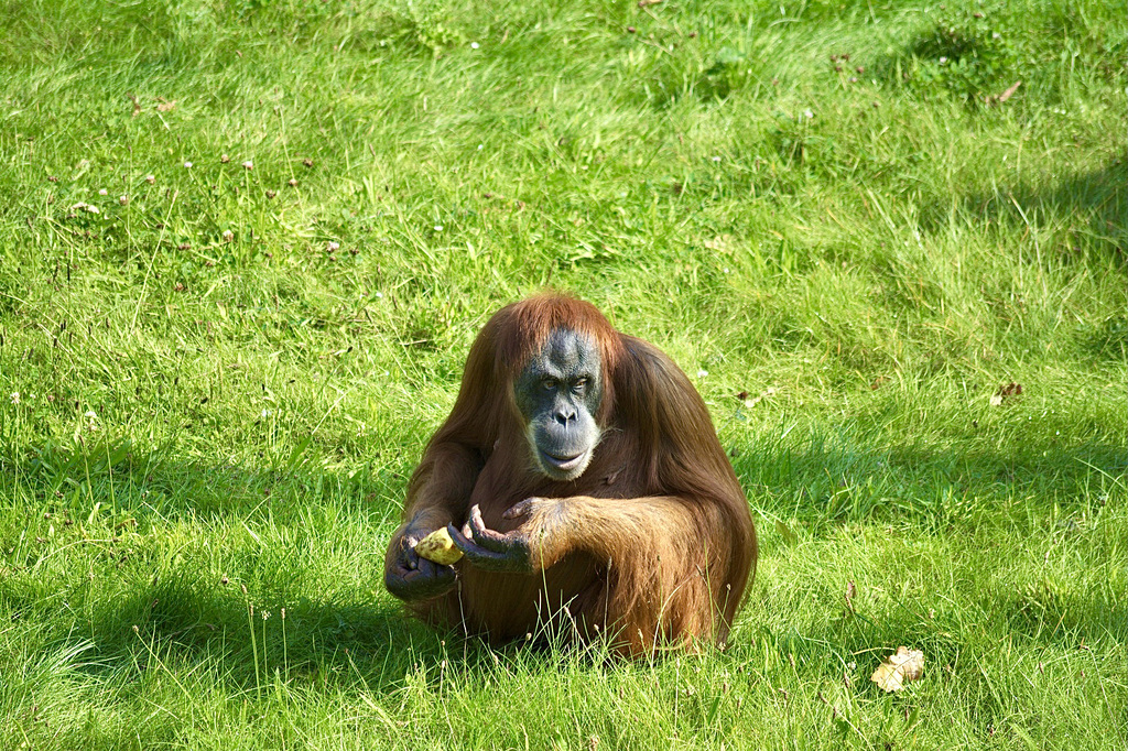 Orang-Utan