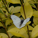 Small White Butterfly