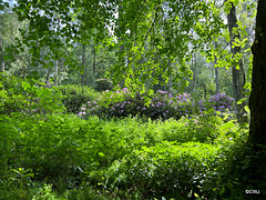 Rhododendrons at Dunphail