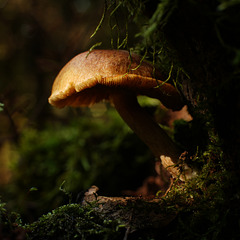 Licht