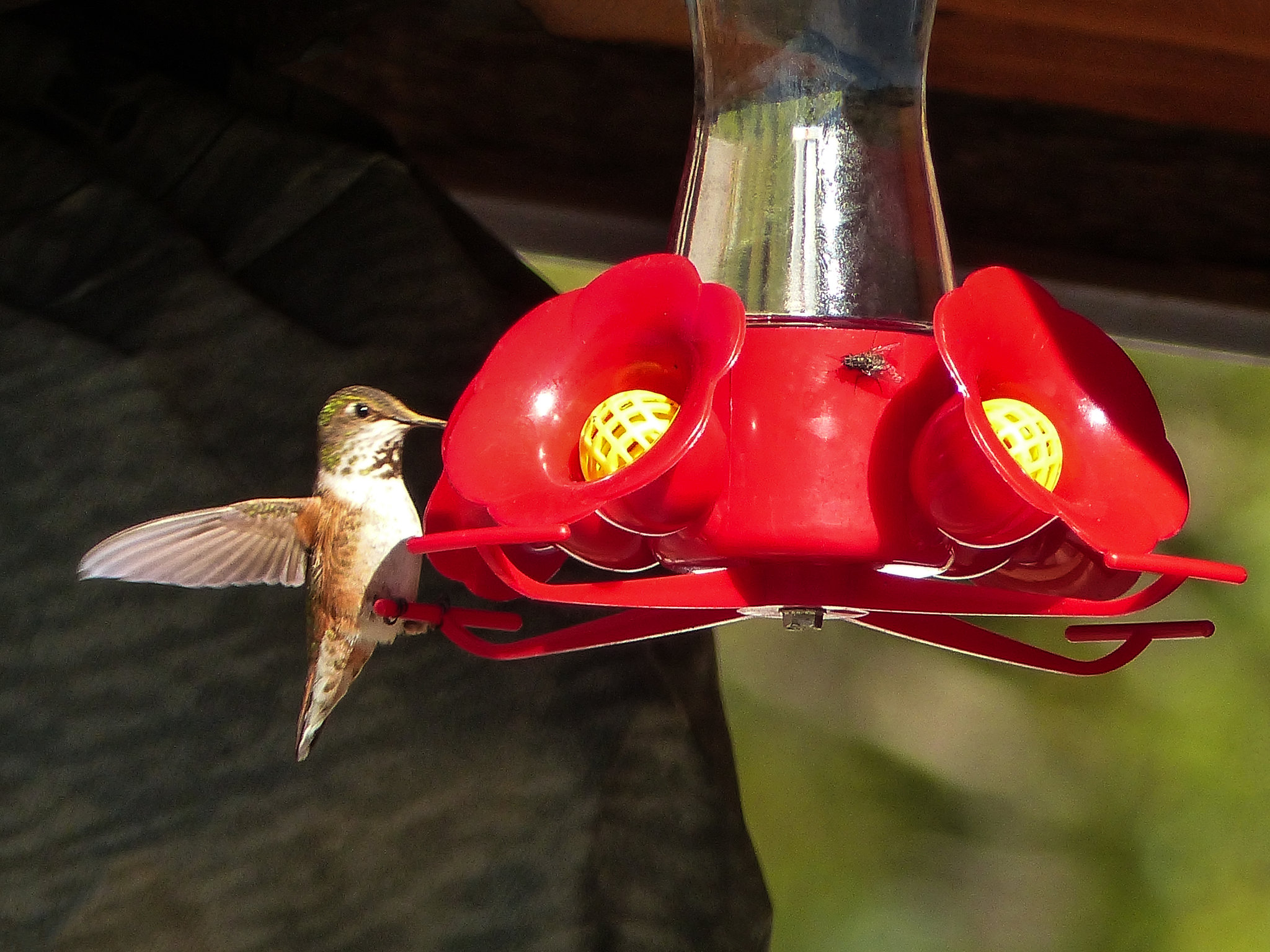 Tiny Hummingbird at Highwood House